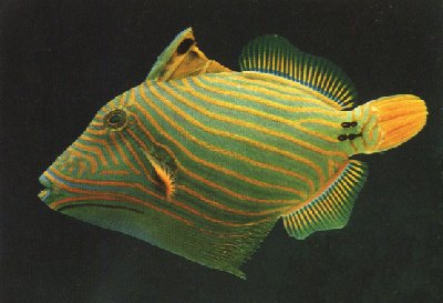 BALISTAPUS UNDULATUS